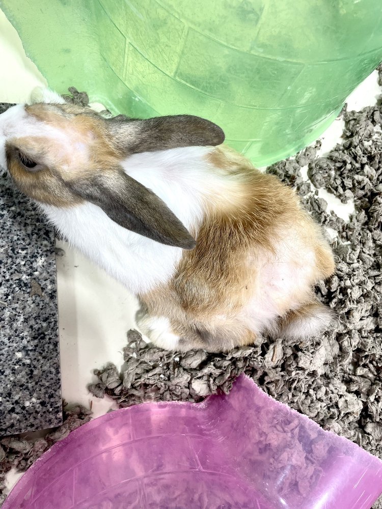 THE PET STORE Updated September 2024 34 Photos & 36 Reviews 487 Gateway Ave, Chambersburg