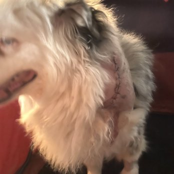 Dogtown Pet Spa - Pictures of surgery our dog required after being wounded at Dog Town Pet Spa. - Pet Sitting Near Me - Saint George, Utah