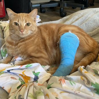 Pet Urgent Care - Veterinarians Near Me - La Mesa, California Pet Urgent Care - Veterinarians Near Me - La Mesa, California