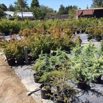 Lone Pine Gardens - Mid-sized material in the back yard - Nurseries & Gardening Near Me - Sebastopol, California
