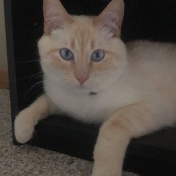 Carroll Small Animal Hospital - The OG. My first flame point Siamese. I adopted him at 2. Just a couple days ago was our 5 year adopt anniversary. - Veterinarians Near Me - Carroll, Iowa Carroll Small Animal Hospital - The OG. My first flame point Siamese. I adopted him at 2. Just a couple days ago was our 5 year adopt anniversary. - Veterinarians Near Me - Carroll, Iowa