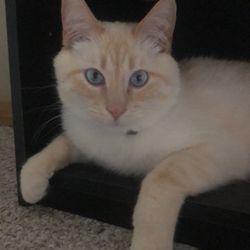 Carroll Small Animal Hospital - The OG. My first flame point Siamese. I adopted him at 2. Just a couple days ago was our 5 year adopt anniversary.