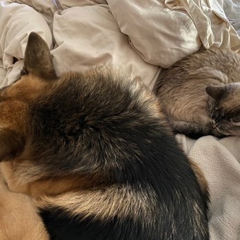Caring Songs Rescue - Pet Adoption Near Me Caring Songs Rescue - Pet Adoption Near Me