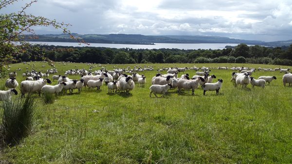 Lennox of Lomond - Farm Tours, Luxury Lodges, Hot Tubs, Dog friendly. by null