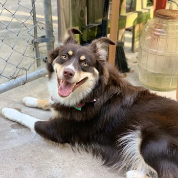 Gotta Go! In-Home Pet Sitting - Luna - Dog Walkers Near Me - Mount Dora, Florida Gotta Go! In-Home Pet Sitting - Luna - Dog Walkers Near Me - Mount Dora, Florida