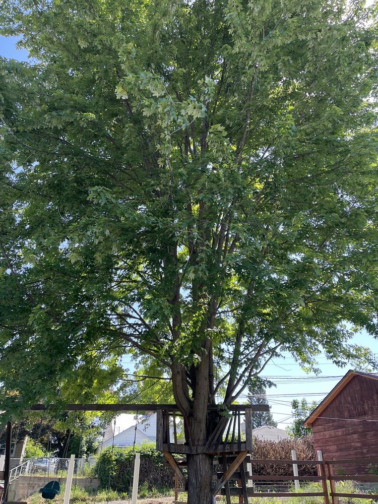 Heindl Tree Care - tree service in Spokane, WA