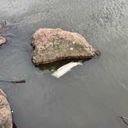 Buchanan Park - Nice park.. but what's up with the dead fish in the pond? "They're eating the dogs!" (Trump voice)