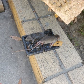 Mecaf Termite and Pest Control - NASTY RODENTS MECAF TOOK CARE OF! - Pest Control Near Me