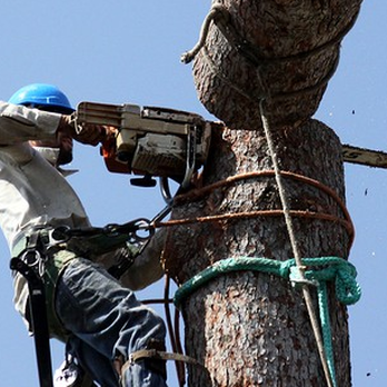 Big Dawg's Tree Service - coconut removal
tree removal services
stump grinding
certified arborist - Tree Services Near Me - Miami, Florida Big Dawg's Tree Service - coconut removal
tree removal services
stump grinding
certified arborist - Tree Services Near Me - Miami, Florida