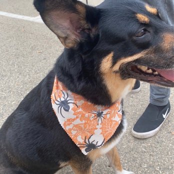 Woof Pack Grooming - Pet Groomers Near Me - Camarillo, California Woof Pack Grooming - Pet Groomers Near Me - Camarillo, California