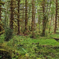 Quinault Rain Forest - Maple Glade Nature Trail | Instagram: @telephonesmoothie