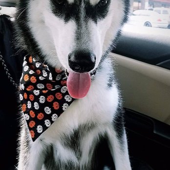 Palm Ridge Grooming Gallery - Pet Groomers Near Me - Chula Vista, California