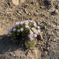 Watchman Peak - Phlox diffusa