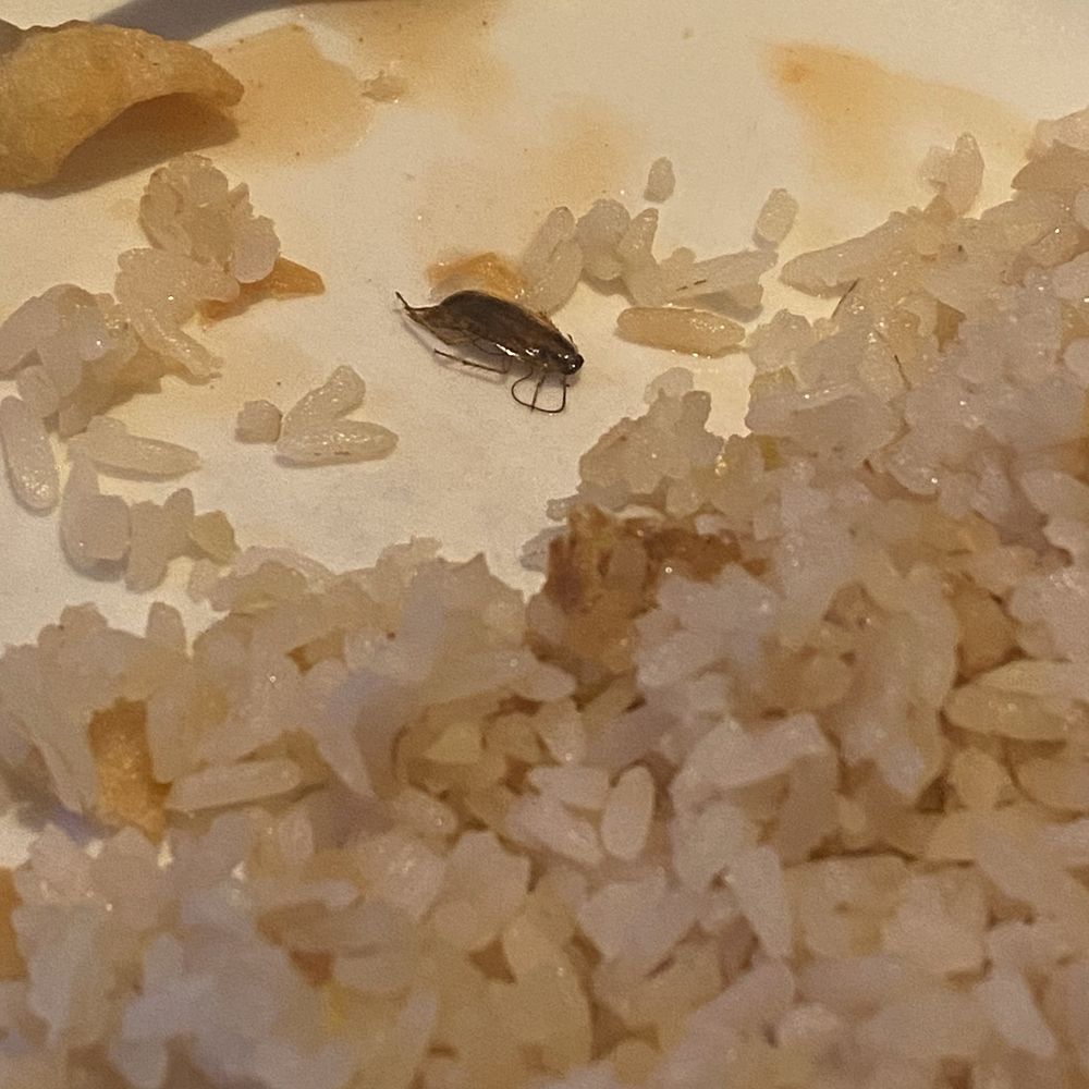 Hoong's Palace - roach found in rice - Chinese Near Me - Englewood, Colorado Hoong's Palace - roach found in rice - Chinese Near Me - Englewood, Colorado