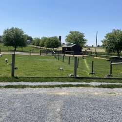 Briar Rose Greenhouses - Goats, peacock, and donkey to feed