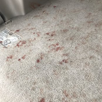 Laundromutt - Our car after a nail clip there. - Pet Groomers Near Me - Cambridge, Massachusetts