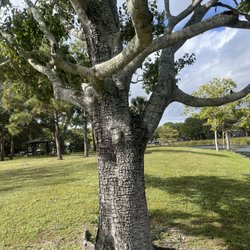 Indian Creek Park - Island tree