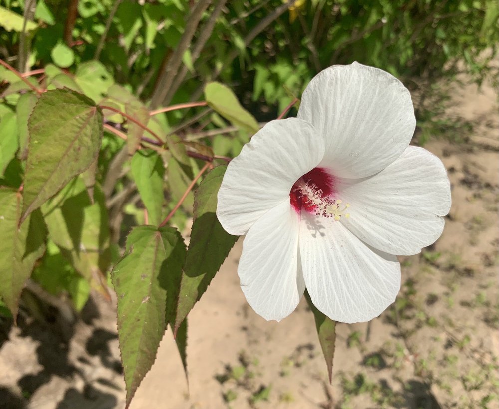 UNGER PARK Updated September 2024 500 Yarnell Rd, Fenton, Missouri