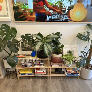 Neko Koneko - Beautiful plants - Coffee & Tea Near Me - Honolulu, Hawaii
