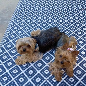 Dogs Gone Stylin' - BEFORE (yes! they need their summer cut!) - Pet Groomers Near Me - Beaumont, California Dogs Gone Stylin' - BEFORE (yes! they need their summer cut!) - Pet Groomers Near Me - Beaumont, California
