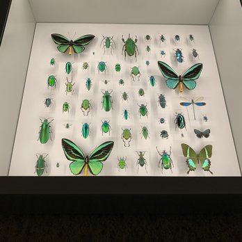 Insectarium de Montréal - Museums Near Me - Montreal, Quebec Insectarium de Montréal - Museums Near Me - Montreal, Quebec