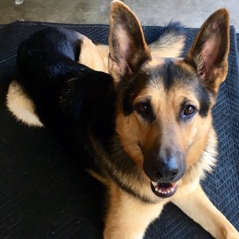My Clever Canine Dog Training - Sharpe! - Pet Training Near Me My Clever Canine Dog Training - Sharpe! - Pet Training Near Me