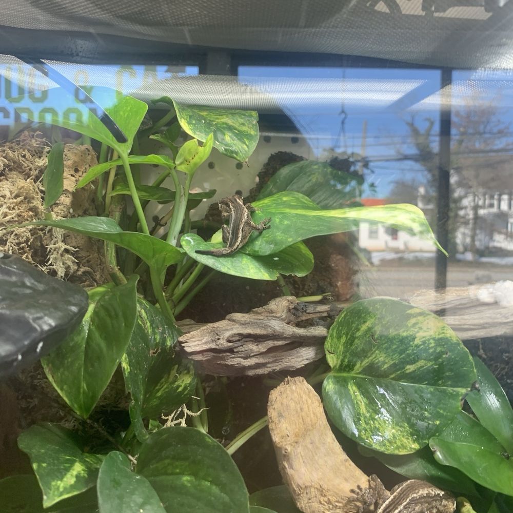 Fins Feathers Paws & Claws - Gargoyle gecko! - Pet Stores Near Me - Harleysville, Pennsylvania Fins Feathers Paws & Claws - Gargoyle gecko! - Pet Stores Near Me - Harleysville, Pennsylvania