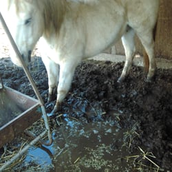 Elkhorn Equestrian Center - It was easier for the manager to feed this horse in the knee deep mud, rather then throw the hay outside where it was dry.