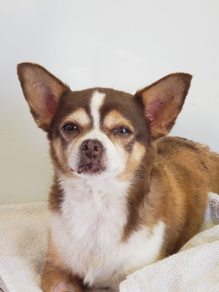 GLITTERATI PAW SPA 239 Photos & 61 Reviews Irvine, California Pet