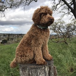 Aussie Pet Mobile of South Bay - Post grooming. "Don't poodle my doodle!" Herbert does and awesome job for us!