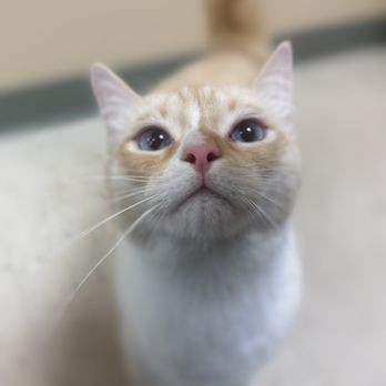 Westside Pet Hospital - Veterinarians Near Me - Bend, Oregon Westside Pet Hospital - Veterinarians Near Me - Bend, Oregon