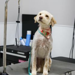 Wishbone Pet Care