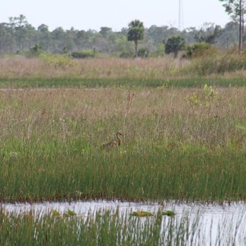 Pine Glades - Sandhill crane - Parks Near Me - Jupiter, Florida Pine Glades - Sandhill crane - Parks Near Me - Jupiter, Florida