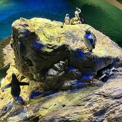 user provided Aquarium New England photo