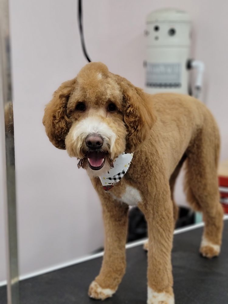 BARK OF THE TOWN Updated August 2024 10 Photos 6615 Chapel Hill