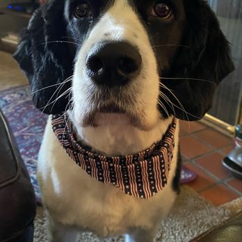 Top Notch Kennels - Pet Training Near Me - Modesto, California Top Notch Kennels - Pet Training Near Me - Modesto, California