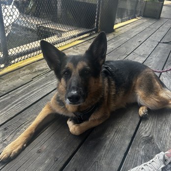 Flatbread Company - Dog friendly patio - Pizza Near Me - Portland, Maine