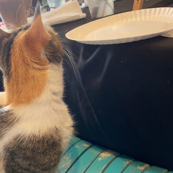The Witty Whisker Cat Cafe - Themed Cafes Near Me - St. Augustine, Florida The Witty Whisker Cat Cafe - Themed Cafes Near Me - St. Augustine, Florida