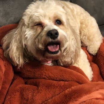 Good Groomer - Not only is the cut TERRIBLE Her eye is so irritated she will not open it. I am so upset that they hurt my dog. - Pet Groomers Near Me - Livonia, Michigan