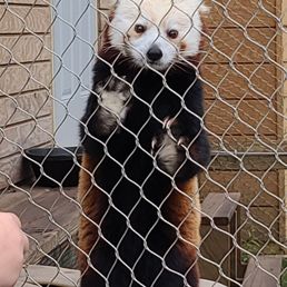 Red Panda exhibit Red Panda exhibit