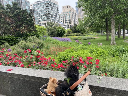 Pier 45 at Hudson River Park by null
