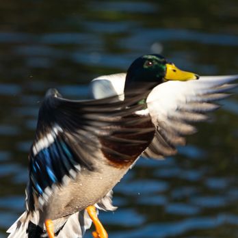 Buena Vista Park - Mallard - Parks Near Me - Vista, California