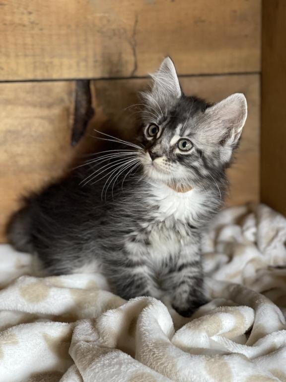 MAINE COON CAT HOUSE 409 Kendall St, Burlington, Wisconsin Pet