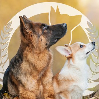 Dog Training Elite Boulder - Pet Training Near Me Dog Training Elite Boulder - Pet Training Near Me