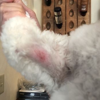 Biscuits and bows dog grooming Clearance