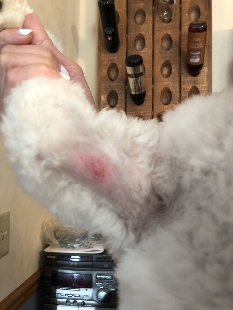 Biscuits and bows dog grooming Clearance