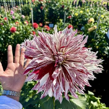 Swan Island Dahlias - Very big and colorful dahlias - Nurseries & Gardening Near Me - Canby, Oregon