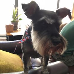 Aussie Pet Mobile of Greater Memphis and West TN - Kooper is all ready for the 4th!!