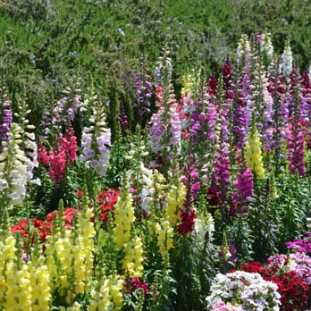 The Flower Fields - April 15, 2012 - The snapdragons make such a beautiful landscaping border in this enclosed garden space. - Venues & Event Spaces Near Me - Carlsbad, California The Flower Fields - April 15, 2012 - The snapdragons make such a beautiful landscaping border in this enclosed garden space. - Venues & Event Spaces Near Me - Carlsbad, California