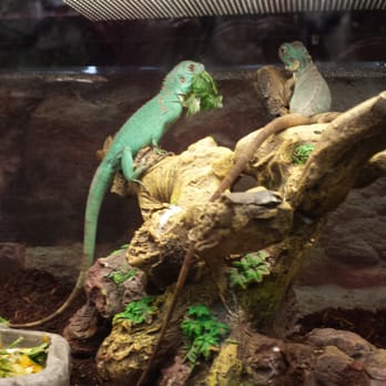 Petco - Iguana eating. - Pet Stores Near Me - Las Vegas, Nevada